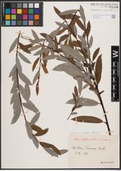 Foto von Salix daphnoides Vill. x Salix eleagnos Scop.